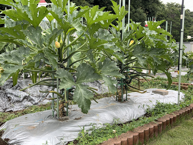 ズッキーニ 立体栽培 ゼルダオリーブ ブラックボー イエローボート