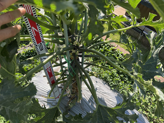 ズッキーニ 立体栽培 ゼルダオリーブ ブラックボー イエローボート