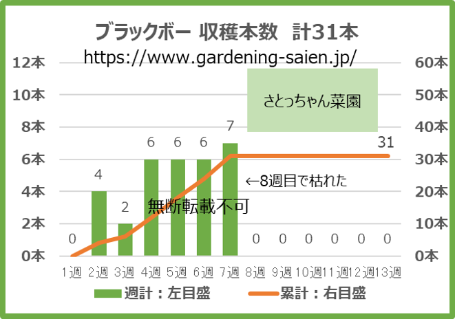 ブラックボー 緑色 ズッキーニ 立体栽培 収穫本数