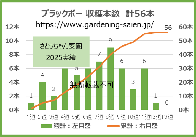 ブラックボー 緑色 ズッキーニ 立体栽培 収穫本数