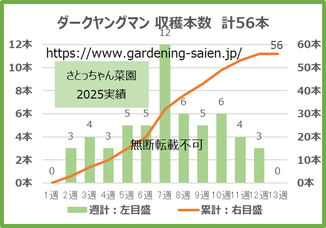 ダークヤングマン 緑色 ズッキーニ 立体栽培 収穫本数