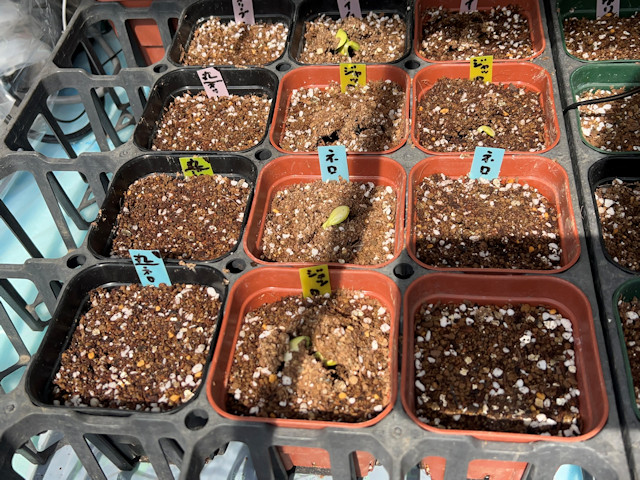 ミニカボチャ ズッキーニ 種まきして72時間で発芽