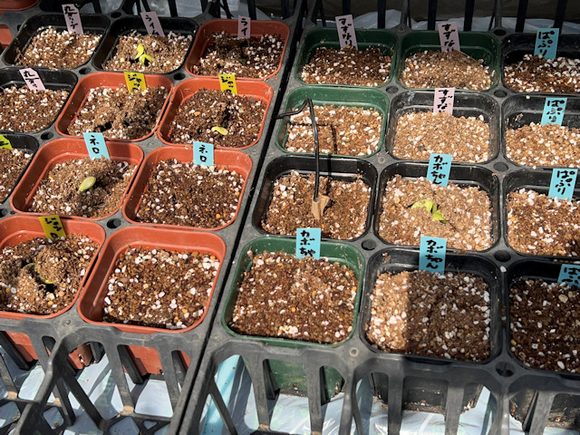 ミニカボチャ ズッキーニ 種まきして72時間で発芽