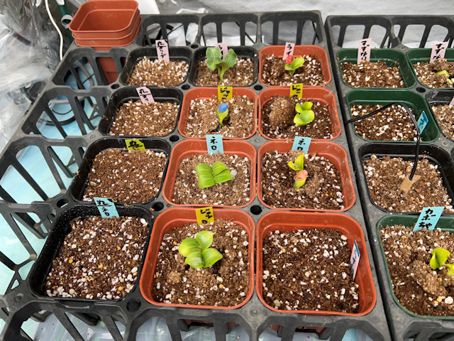 ミニカボチャ ズッキーニ 種まきして72時間で発芽