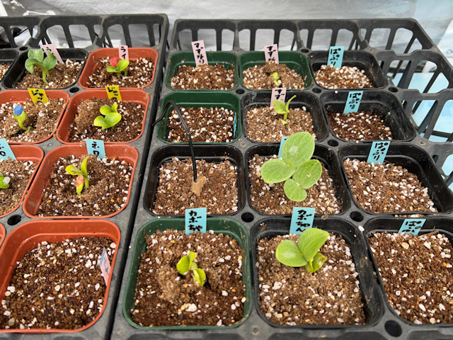 ミニカボチャ ズッキーニ 種まきして72時間で発芽