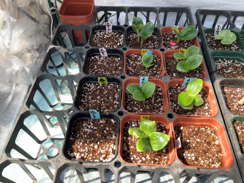 ミニカボチャ ズッキーニ 種まきして72時間で発芽