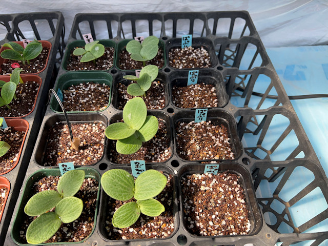 ミニカボチャ ズッキーニ 種まきして72時間で発芽