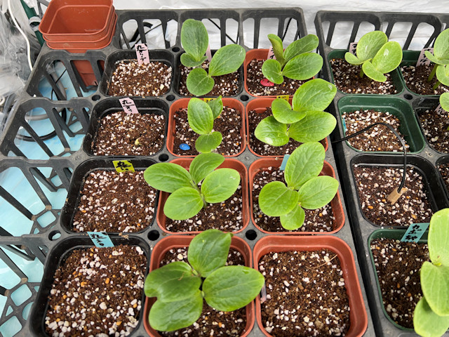 ミニカボチャ ズッキーニ 種まきして72時間で発芽