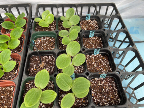 ミニカボチャ ズッキーニ 種まきして72時間で発芽