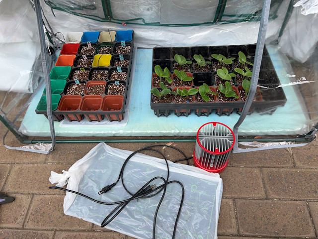 ミニカボチャ ズッキーニ 種まきして72時間で発芽 加温保温資材を撤去