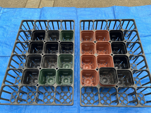 種まき_ズッキーニ_カボチャ_カラーピーマン_パプリカ