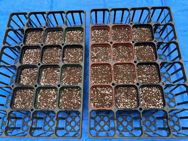 種まき_ズッキーニ_カボチャ_カラーピーマン_パプリカ