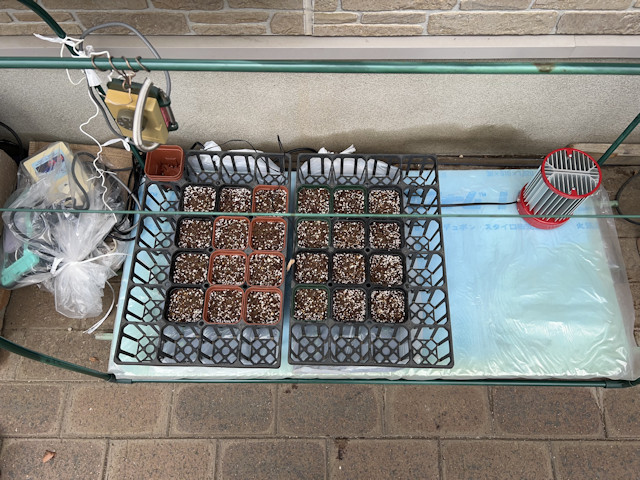 種まき ズッキーニ カボチャ カラーピーマン パプリカ