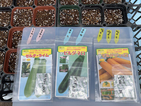 種まき ズッキーニ ゼルダ ライム ネロ ジャッロ