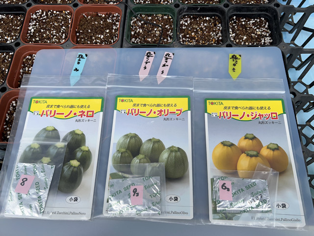 種まき 丸ズッキーニ パリーノ ネロ オリーブ ジャッロ