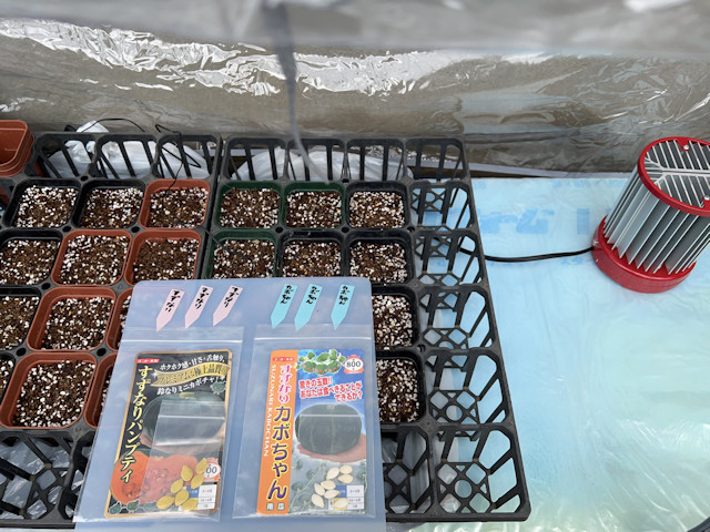 種まき_ミニカボチャ_すずなりパンプティ_ずずなりカボちゃん