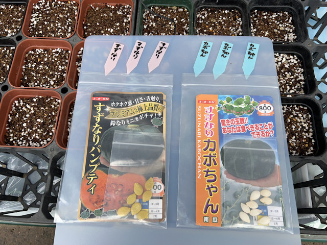 種まき_ミニカボチャ_すずなりパンプティ_ずずなりカボちゃん