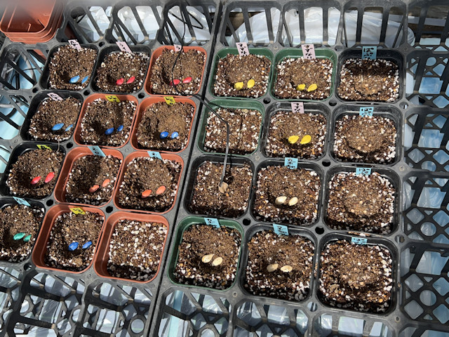 種まき_ズッキーニ_カボチャ_カラーピーマン_パプリカ