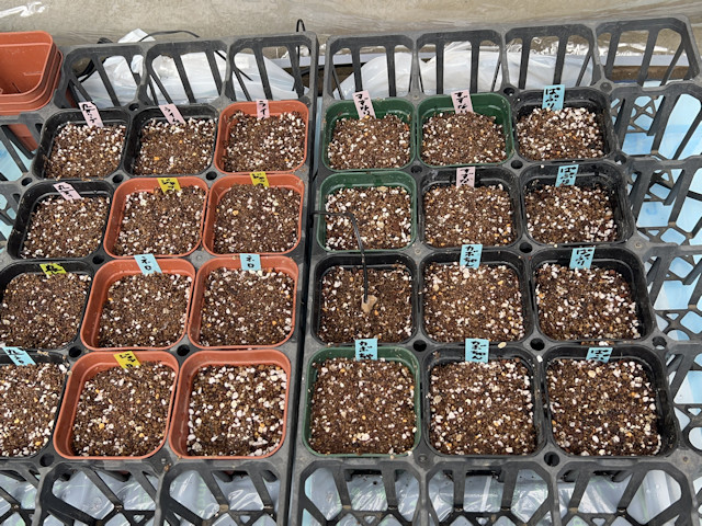 種まき_ズッキーニ_カボチャ_カラーピーマン_パプリカ