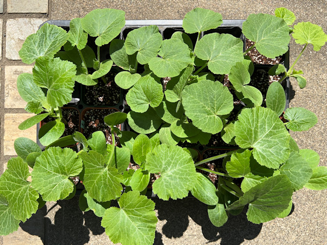 ズッキーニ立体栽培 ゼルダ ライム ネロ ジャッロ