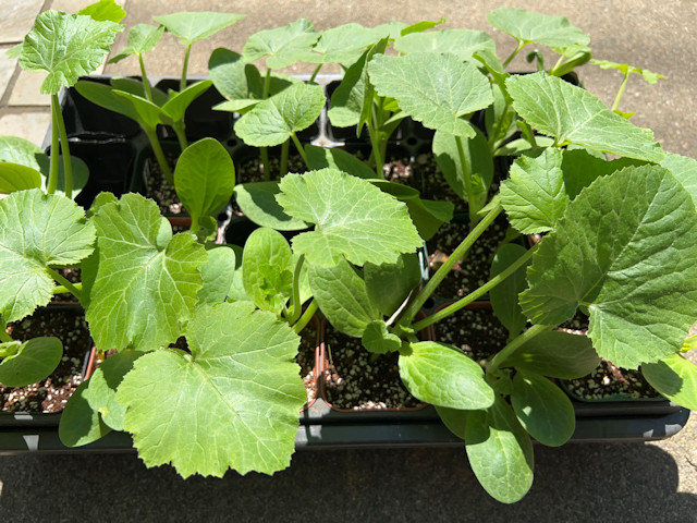 ズッキーニ立体栽培 ゼルダ ライム ネロ ジャッロ