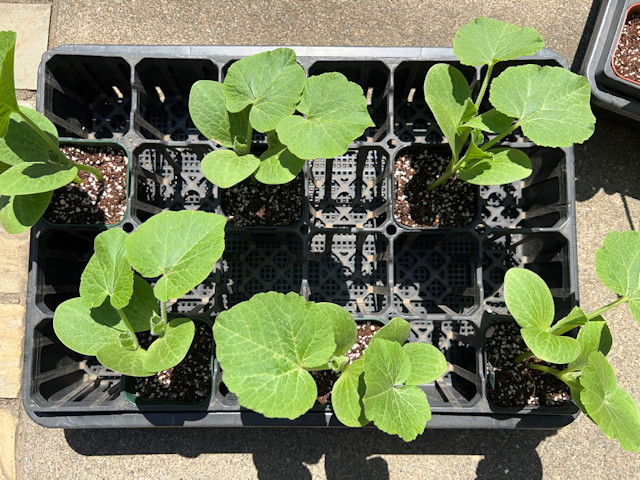 ミニカボチャ 空中栽培 すずなりカボちゃん すずなりパンプティ