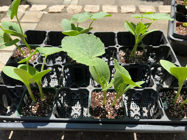 ミニカボチャ 空中栽培 すずなりカボちゃん すずなりパンプティ