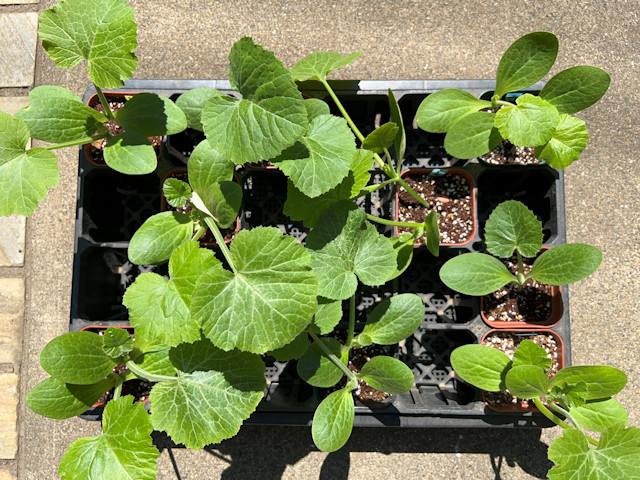 ズッキーニ立体栽培 ゼルダ ライム ネロ ジャッロ