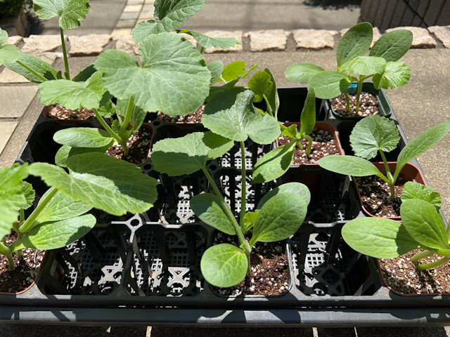 ズッキーニ立体栽培 ゼルダ ライム ネロ ジャッロ