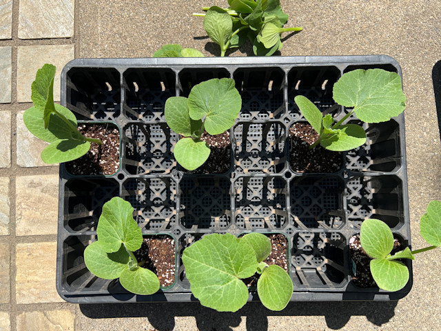 ミニカボチャ 空中栽培 すずなりカボちゃん すずなりパンプティ