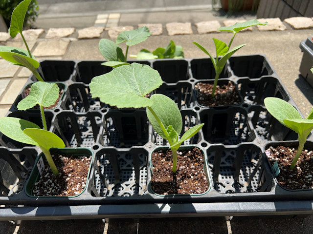 ミニカボチャ 空中栽培 すずなりカボちゃん すずなりパンプティ