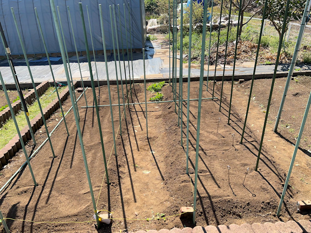 ミニカボチャ　空中栽培　棚自作