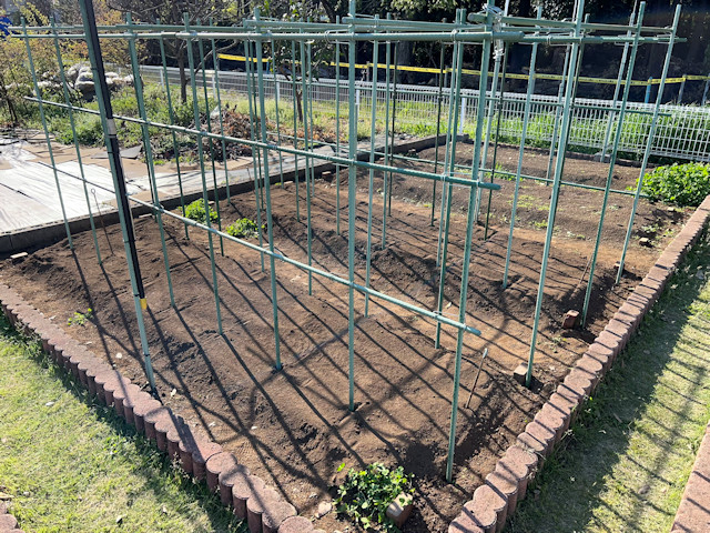 ミニカボチャ　空中栽培　棚自作