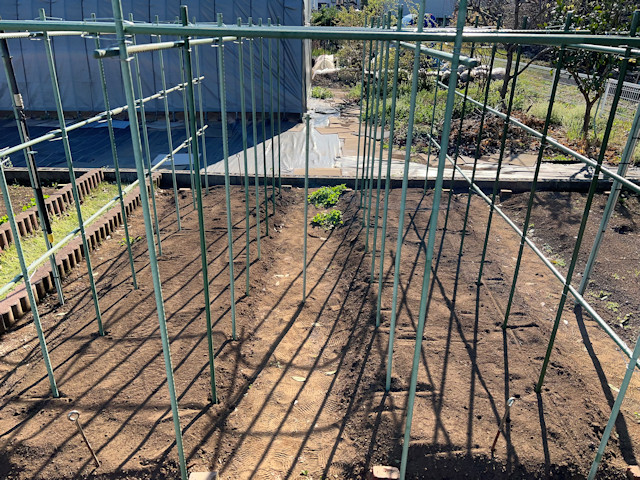 ミニカボチャ　空中栽培　棚自作