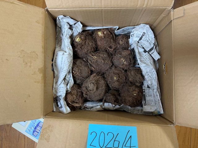 サトイモ 親芋 芽出し