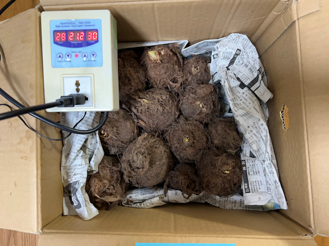 サトイモ 親芋 芽出し