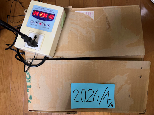 サトイモ 親芋 芽出し