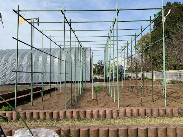 ミニカボチャ　空中栽培　棚自作