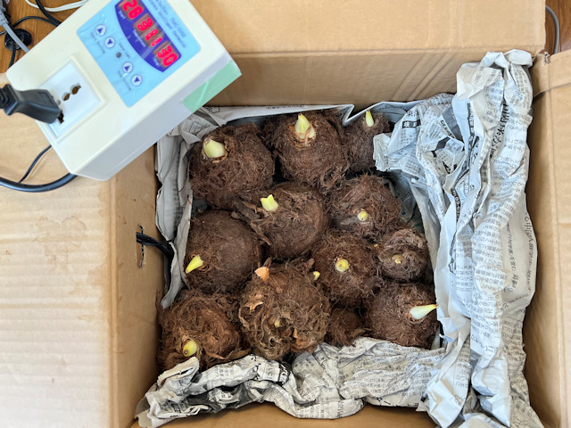 サトイモ 親芋 芽出し