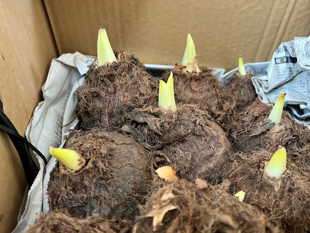 サトイモ 親芋 芽出し