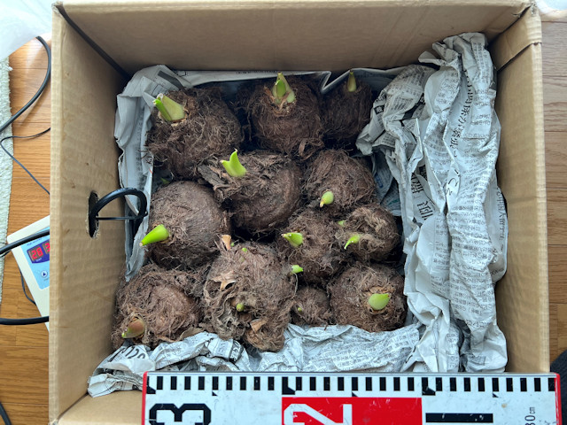 サトイモ 親芋 芽出し