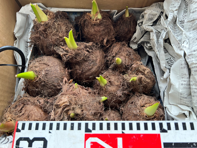 サトイモ 親芋 芽出し