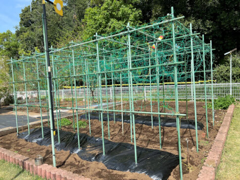 ミニカボチャ　空中栽培　棚自作