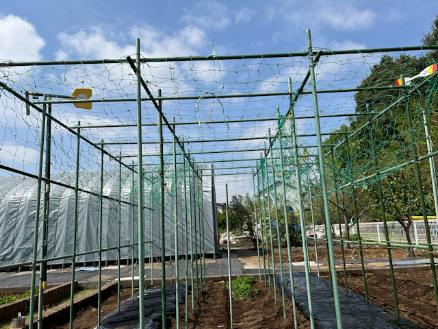 ミニカボチャ　空中栽培　棚自作