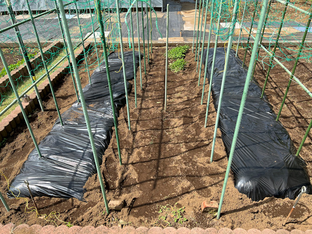 ミニカボチャ　空中栽培　棚自作