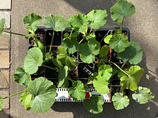 ズッキーニ立体栽培 ゼルダ ライム ネロ ジャッロ