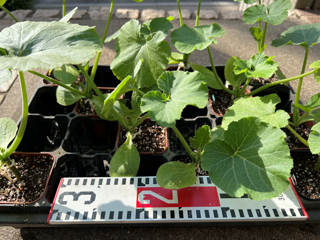 ズッキーニ立体栽培 ゼルダ ライム ネロ ジャッロ