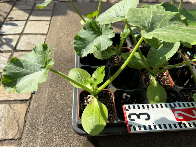 ズッキーニ立体栽培 ゼルダ ライム ネロ ジャッロ