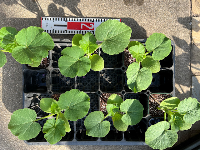 ミニカボチャ 空中栽培 すずなりカボちゃん すずなりパンプティ