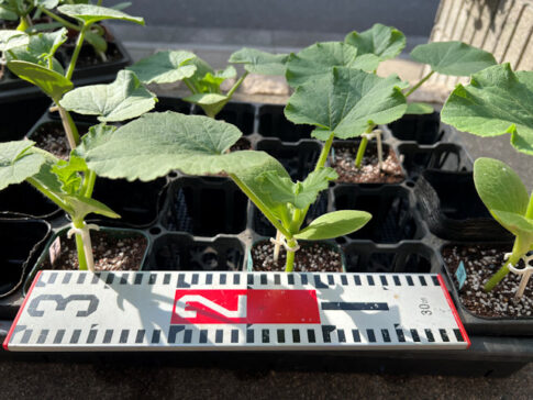 ミニカボチャ 空中栽培 すずなりカボちゃん すずなりパンプティ